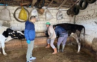 Aydın’da hayvan sağlığı çalışmaları sürüyor