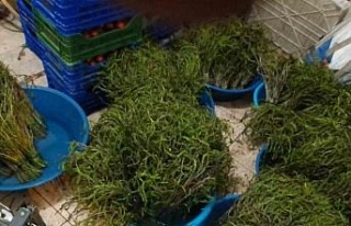Aydın’da kendiliğinden yetişen bu otlar garibanın...