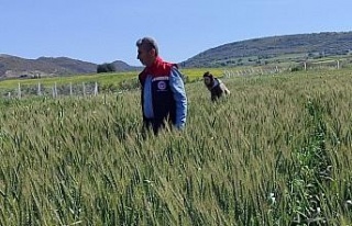 Didim’de tarımsal kontroller tamamlandı, tarlalarda...