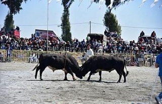 İncirliova’da pehlivan boğalar arenaya çıktı