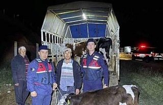 Kayıp hayvanları jandarma buldu