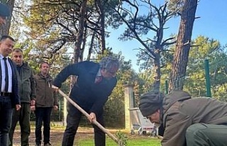 Kaymakam Keklik’ten sakız ağacı fidanlarına...