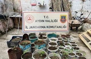 Saksıya ektiği 82 kenevir ile yakalandı