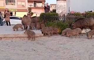 ’Yaban domuzlarını elle beslemeyin’ uyarısı