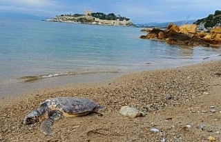 Yılancı Burnu’nda caretta caretta ölü bulundu