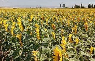 Söke’de buğday hasadı sonrası ayçiçeği ekimine...