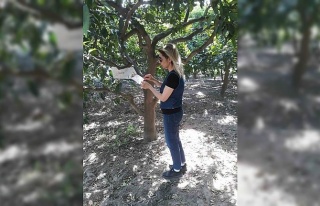 Söke’de sinek sayımları yapıldı
