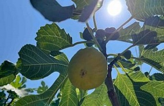 Aydın’da erkenci incirler çıktı