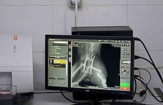 Başkan Günel, 5’inci kattan düşen kediye yaşam...