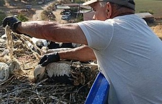 Çevre kirliliği, yaz göçmenlerini tehdit ediyor