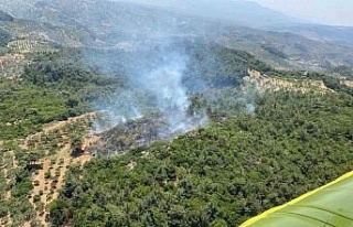 Germencik’te orman yangını