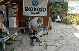 Kamyon çarpan leylek tedavi altına alındı, Başkan...