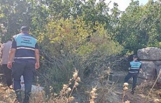 Sit alanında ilek toplarken yakalandılar