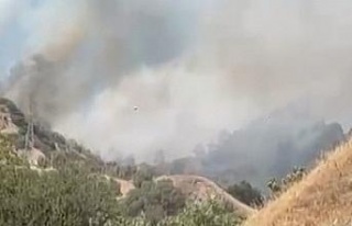 Efeler’de zirai alan yangını