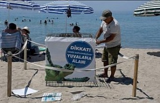 Kuşadası’nda ilk caretta caretta yuvası belirlendi