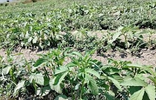 Alternatif ürün susamda kontroller yapıldı