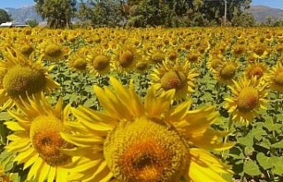 Aydın’da ayçiçeği hasadı başladı
