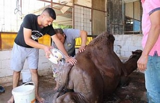 Aydın’da çöl sıcaklarından olumsuz etkilenen...