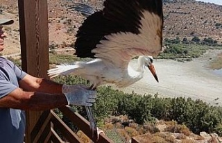 Aydın’da kurtarılan leylek ve flamingo doğaya...