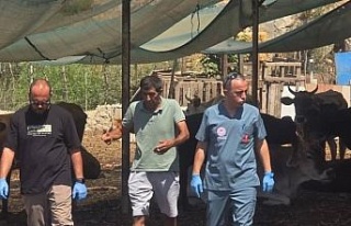 Aydın’da şap hastalığına karşı aşılama...