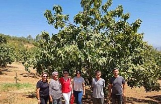 AYTO’dan Aydın inciri için ’Coğrafi İşaret’...