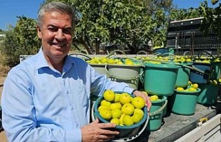 Buharkent Taze İncir Festivali Cuma günü başlıyor