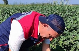 Didim’de zararlı yoğunluğuna rastlanmadı