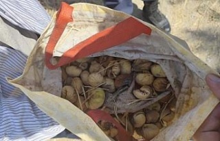 İncir hırsızı yakalandı