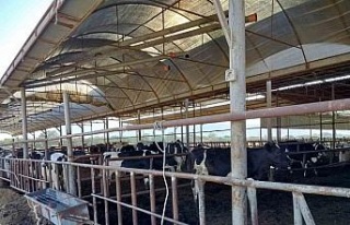 Söke’de hastalıktan ari işletmeler denetlendi