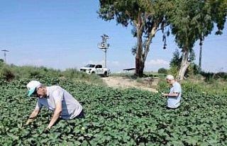 Söke’de pamuk tarlalarındaki verim umut veriyor