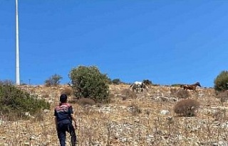 Yaban hayatın son sığınağında jandarmadan denetim