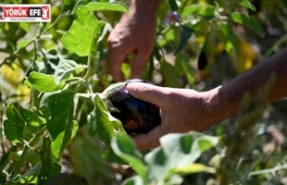 ADABAHÇE’NİN BEREKETİ BU YAZ DA KUŞADALILARIN...