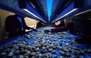 Aflatoksinli incire geçit yok