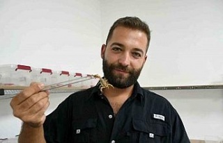 Aydın’da 750 akrepten 4 ayda 4 bin yavru elde etti