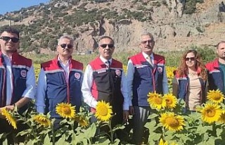 Aydın’da 95 bin dekar alanda ayçiçeği ekiliyor