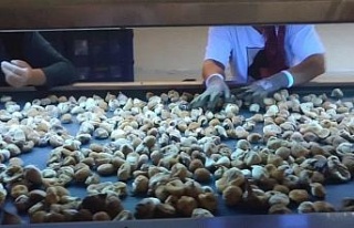 Aydın’da incir depoları denetlendi