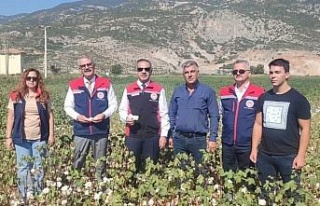 Aydın’da pamuk tarlalarına inceleme