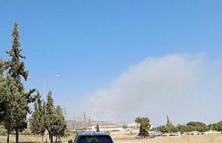 Aydın’da zirai alan yangını