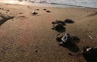 Caretta carettalar denizle buluştu