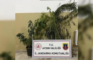 Efeler’de 22 kök kenevir ele geçirildi