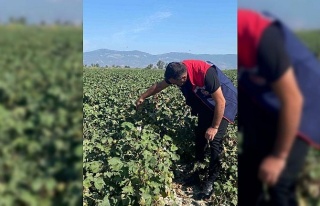 Pamukta zararlı yoğunluğuna rastlanmadı