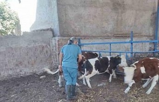 Söke’de hayvan sağlığı için aşılama çalışmaları...