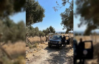 Söke’de zeytin rekolte tahmin çalışmaları başladı