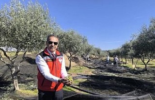 Aydın, zeytincilikte Türkiye’nin zirvesinde