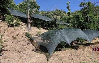 Aydın’da don afeti mağduru üreticilere 50 milyon...