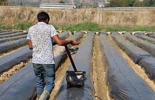 Aydın’da kış çileği hazırlıkları başladı