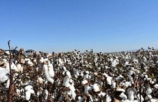Aydın’da pamuk üreticilerine uyarı