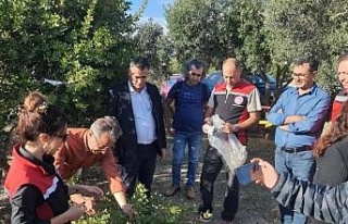 Aydın’da sakız ağacı üretimi yaygınlaştırılacak