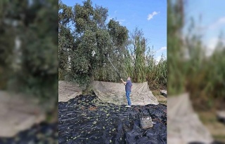 Aydın’da yağışların ardından zeytin hasadı...