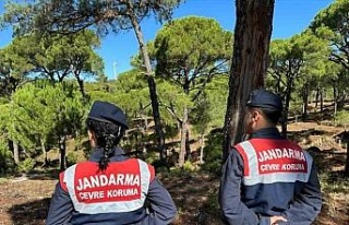 Bu çiçeği koparana 557 bin TL ceza